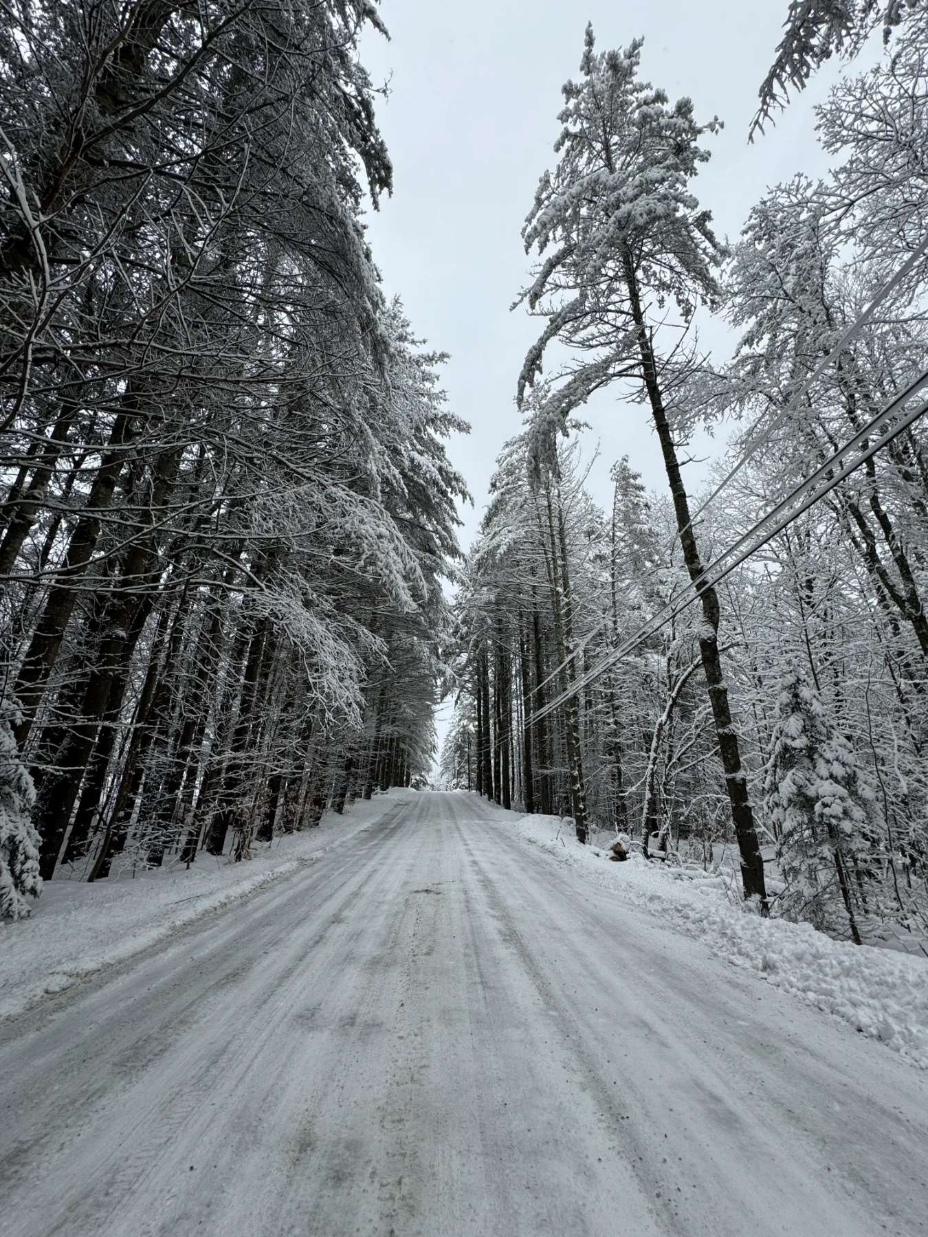 A snow-covered road through the pines near the chalet