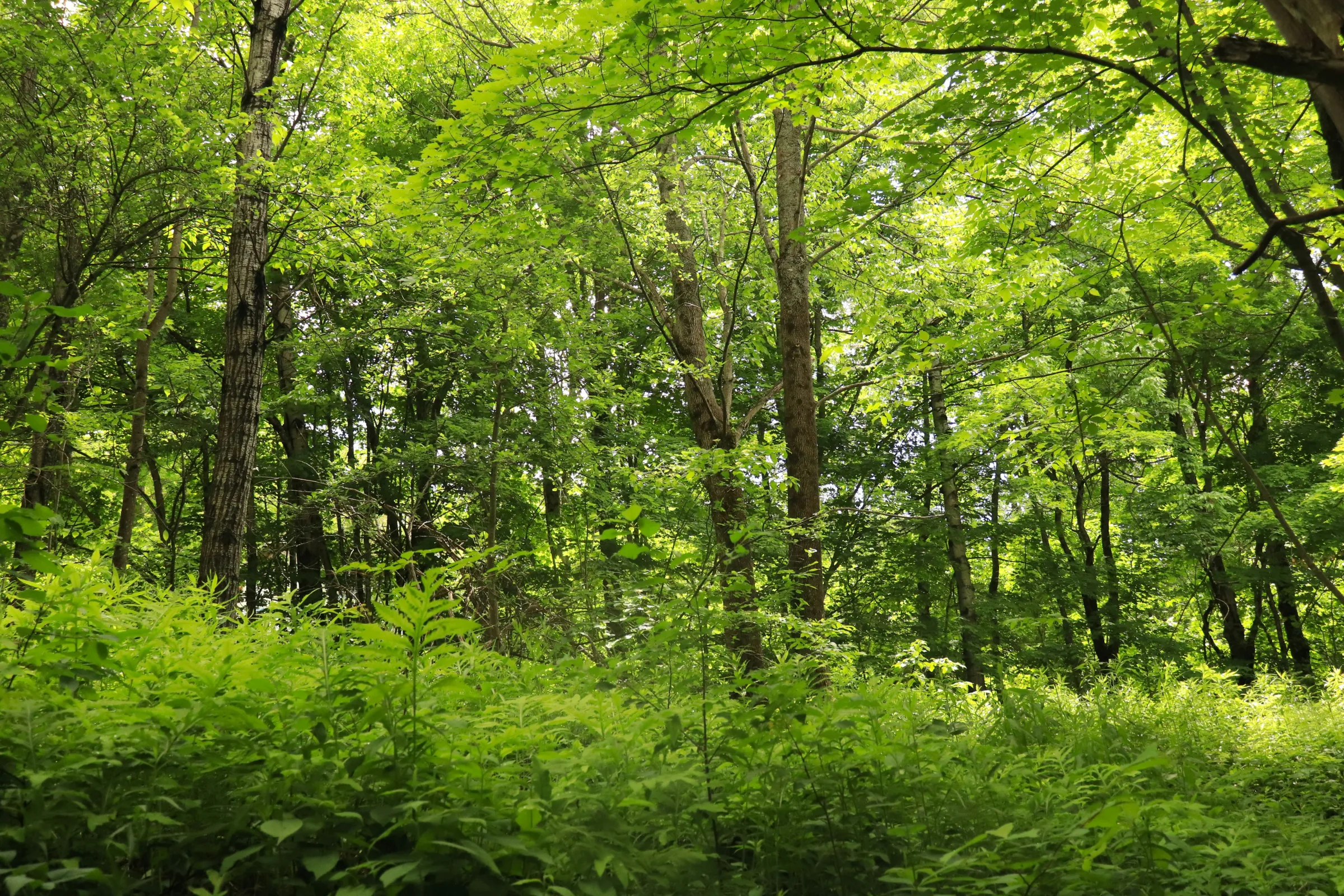 Sunlit green forest in the Green Mountains