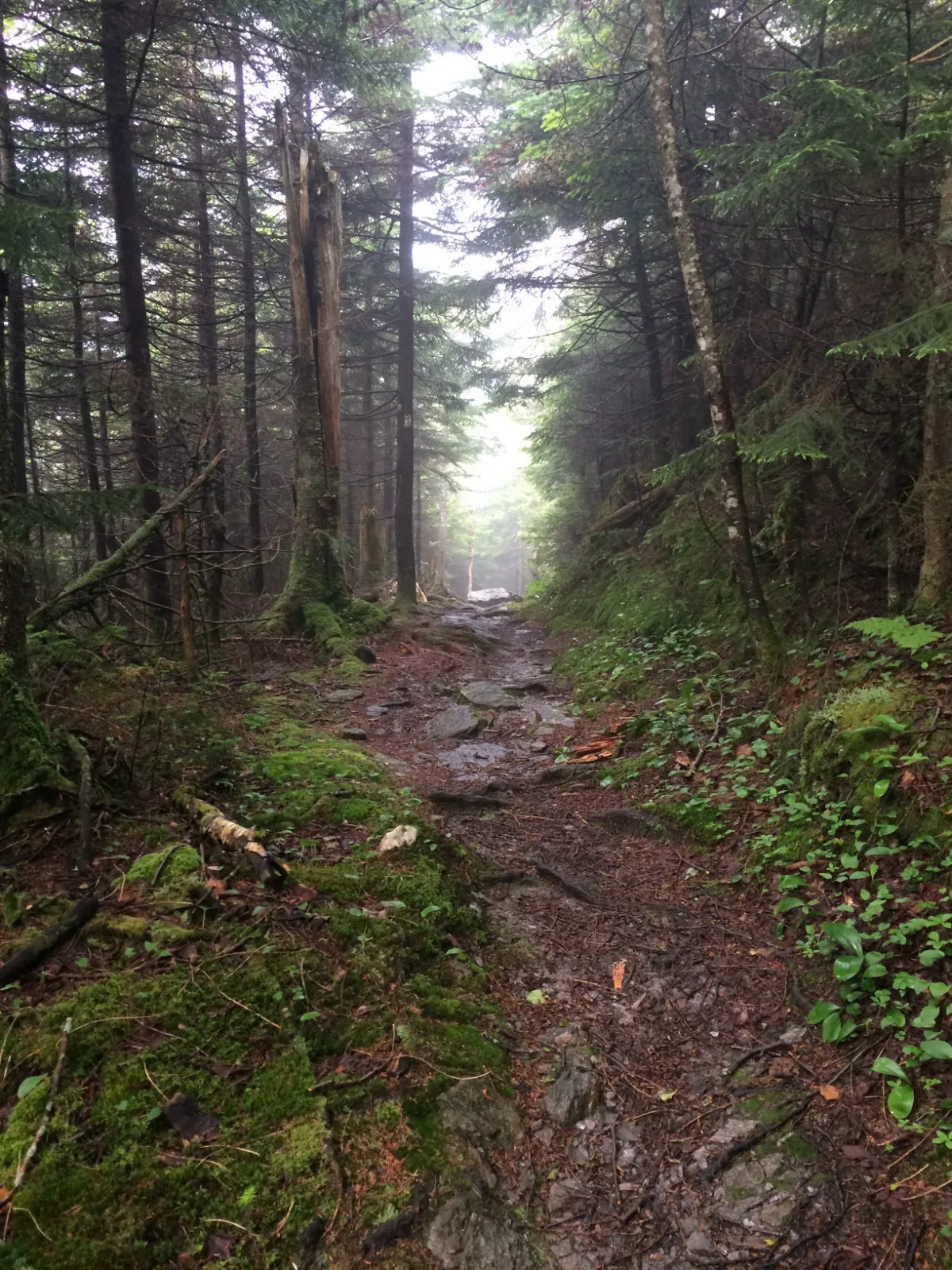 A misty, rock-strewn stretch of the Long Trail through the Green Mountain forest