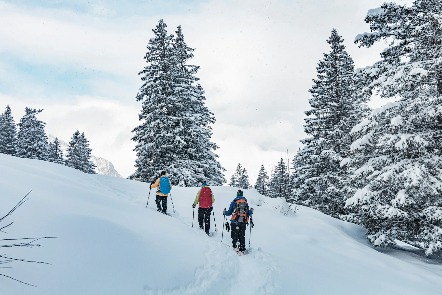 Three snowshoers climbing through deep snow among the pines