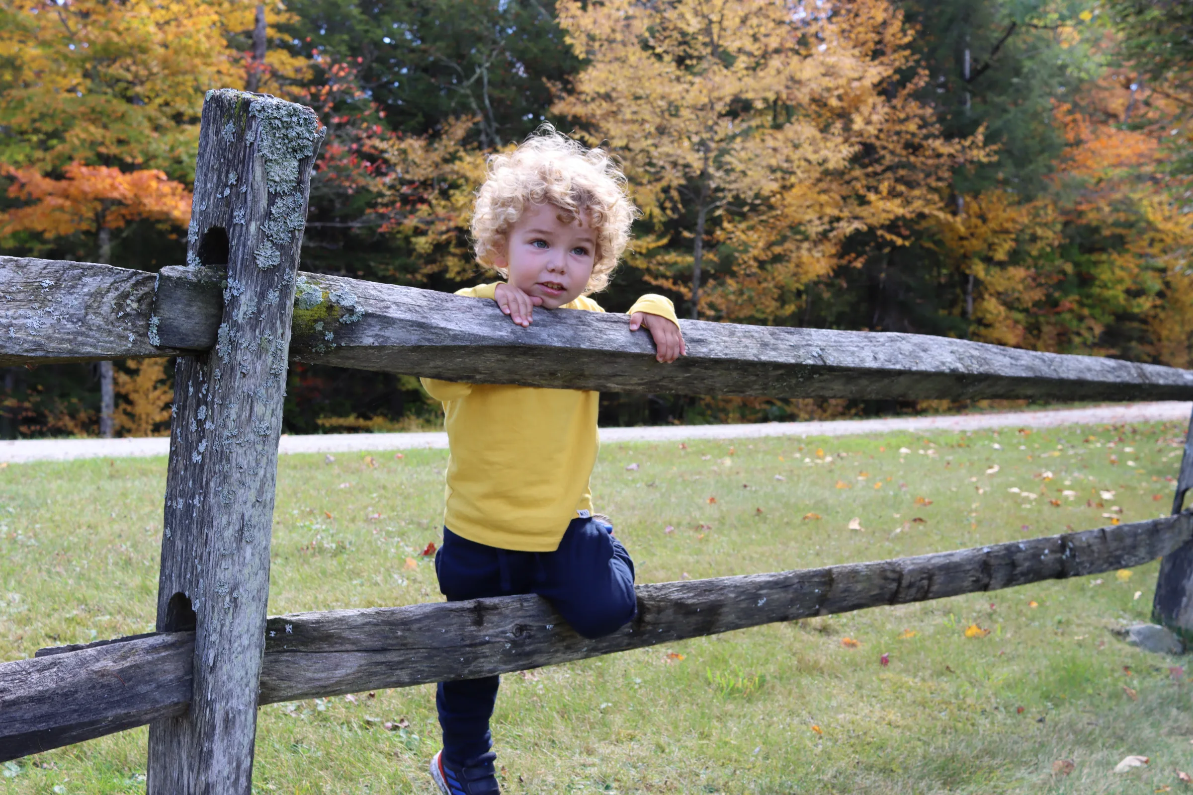 A child on a split-rail fence amid fall colour