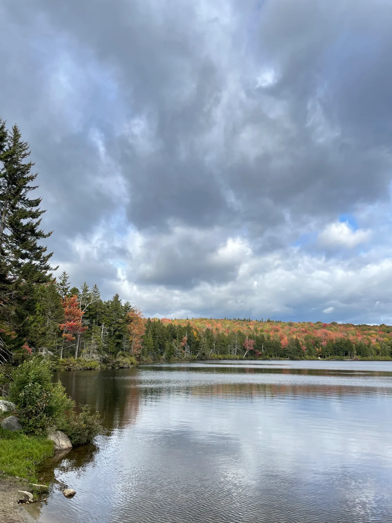 Lakeside pines turning for fall